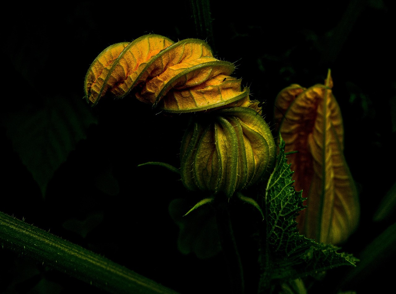 Diverse groenten en kruiden in insectvriendelijke moestuin Diverse groenten en kruiden in insectvriendelijke moestuin