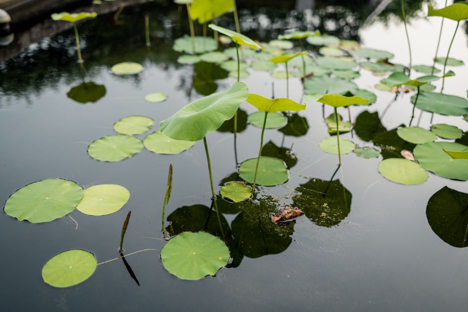 Hoe je regenwater kunt benutten voor groenere stedelijke tuinen