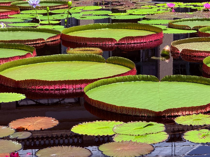 Groene tuin met bloeiende planten door regenwater.