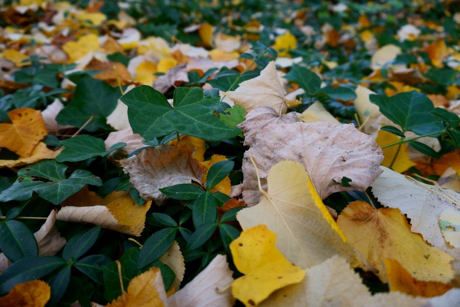 Rijkdom aan herfstkleuren in septembertuin.