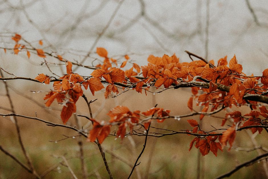 Herfstplanten in bloei met warme tinten.
